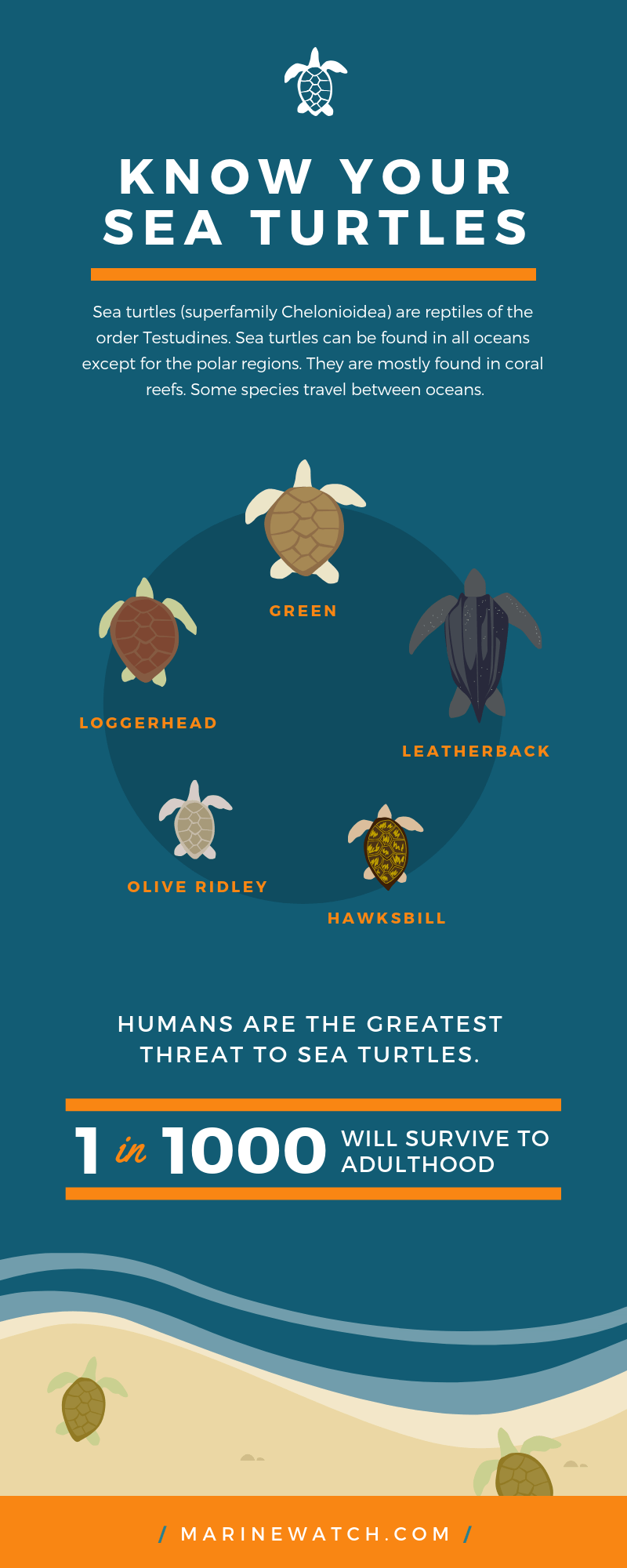 Infographics Training Course New Zealand